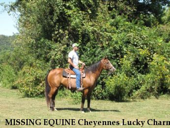 MISSING EQUINE Cheyennes Lucky Charm, Near Taylorsville, KY, 40071